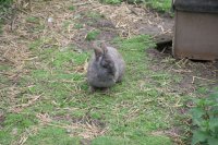 Hasen und Meerschweinchen