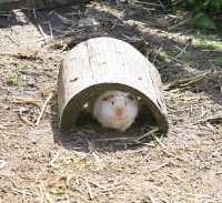 Hasen und Meerschweinchen