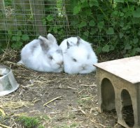 Hasen und Meerschweinchen