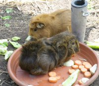 Hasen und Meerschweinchen